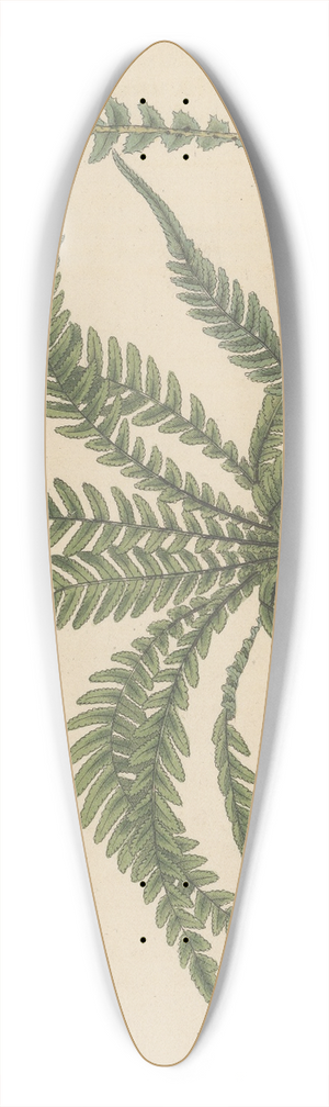 William Jackson Hooker - Doodia aspera 39.3 inch art pintail longboard deck