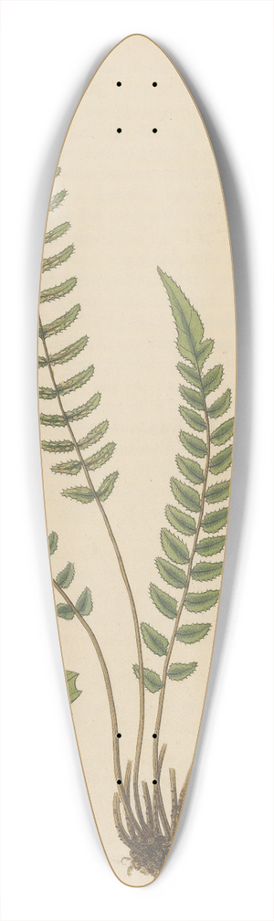 William Jackson Hooker - Doodia caudata 39.3 inch art pintail longboard deck