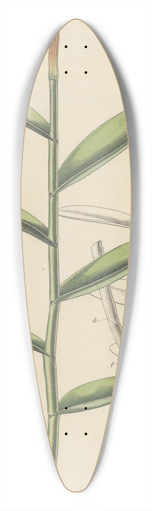 William Jackson Hooker - Epidendrum ellipticum 39.3 inch art pintail longboard deck