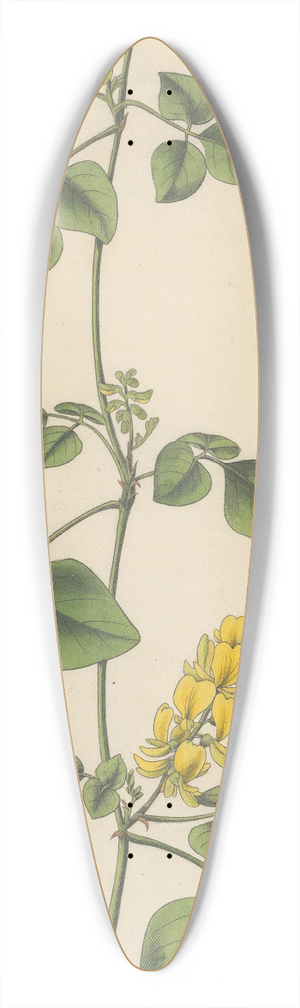 William Jackson Hooker - Glycine mollis 39.3 inch art pintail longboard deck