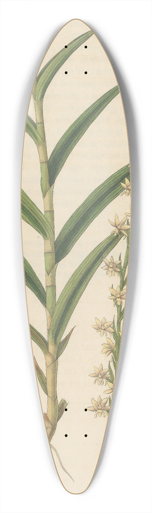 William Jackson Hooker - Habenaria gracilis 39.3 inch art pintail longboard deck