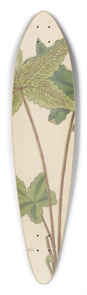 William Jackson Hooker - Hemionitis palmata 39.3 inch art pintail longboard deck