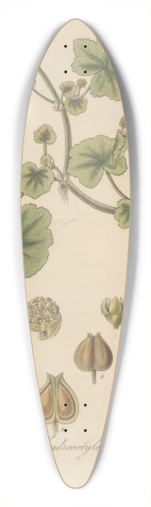 William Jackson Hooker - Hydrocotyle nepalensis 39.3 inch art pintail longboard deck