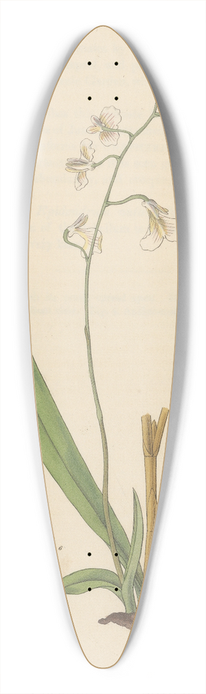 William Jackson Hooker - Iantha pallidiflora 39.3 inch art pintail longboard deck