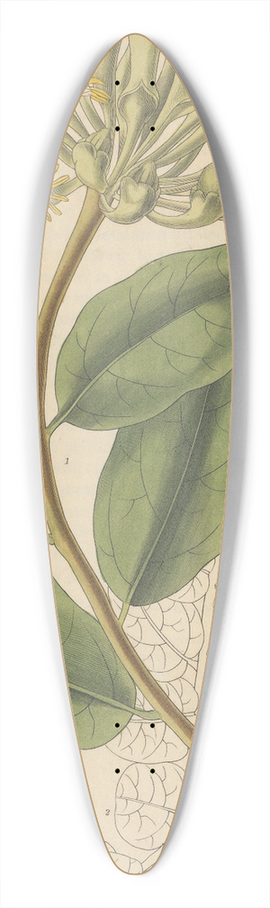 William Jackson Hooker - Marcgravia Umbellata 39.3 inch art pintail longboard deck