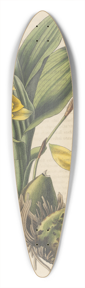 William Jackson Hooker - Maxillaria aromatica 39.3 inch art pintail longboard deck
