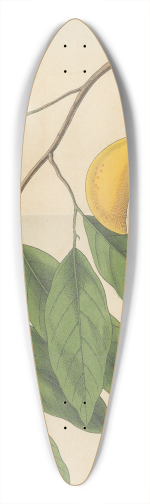 William Jackson Hooker - Myristica Officinalis (fruit) 39.3 inch art pintail longboard deck