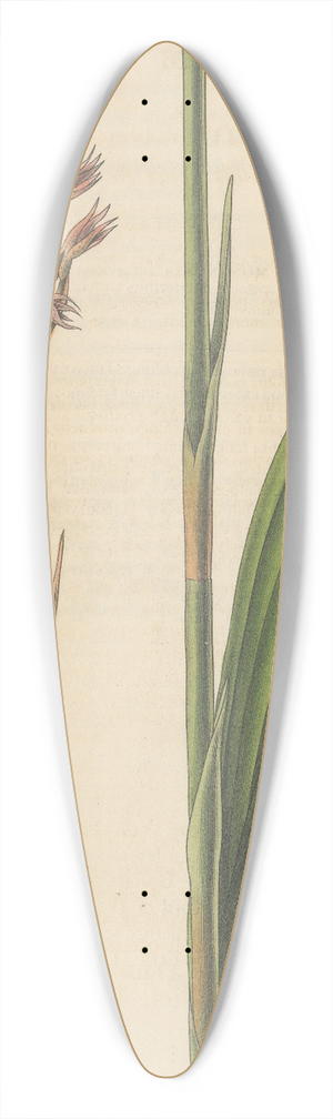 William Jackson Hooker - Neottia plantaginea 39.3 inch art pintail longboard deck