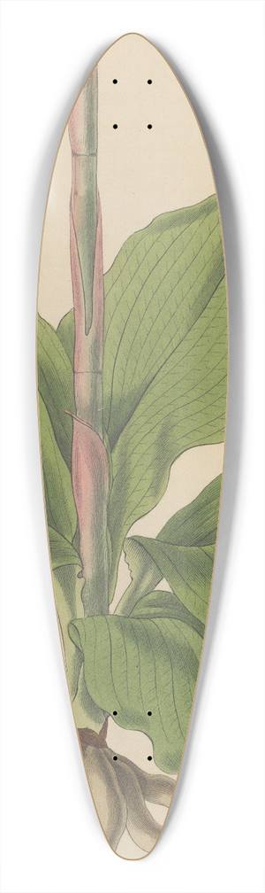 William Jackson Hooker - Neottia speciosa. 39.3 inch art pintail longboard deck
