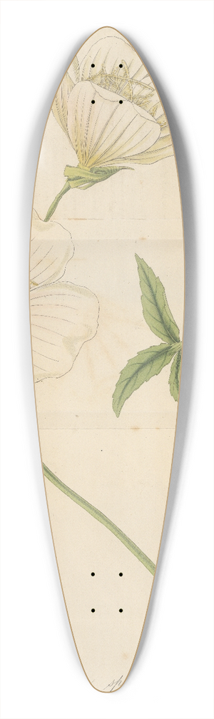 William Jackson Hooker - Oenothera speciosa 39.3 inch art pintail longboard deck