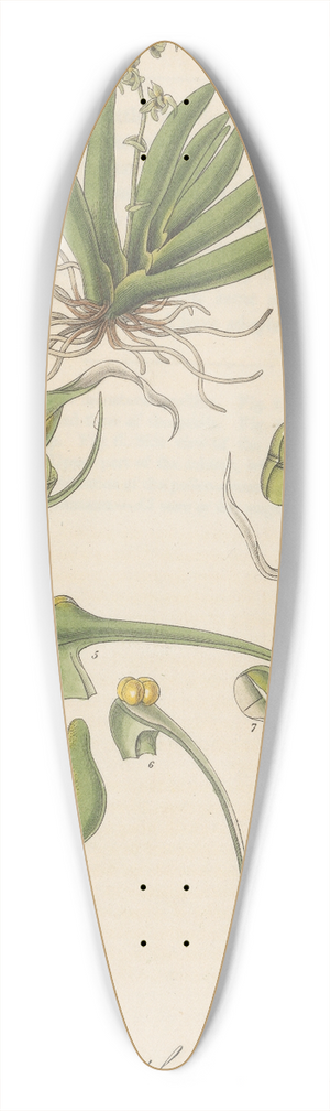William Jackson Hooker - Ornithocephalus gladiatus 39.3 inch art pintail longboard deck