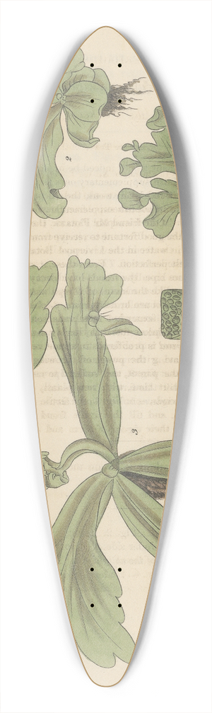 William Jackson Hooker - Parkeria pteridoides. 39.3 inch art pintail longboard deck