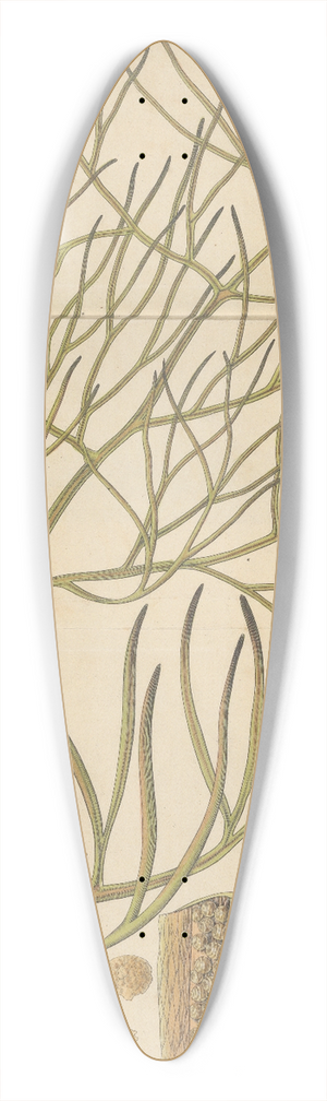 William Jackson Hooker - Parkeria pteridoides 39.3 inch art pintail longboard deck