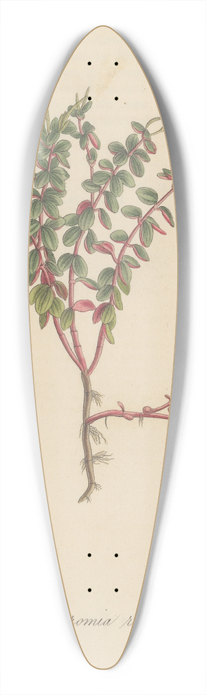 William Jackson Hooker - Peperomia rubella 39.3 inch art pintail longboard deck