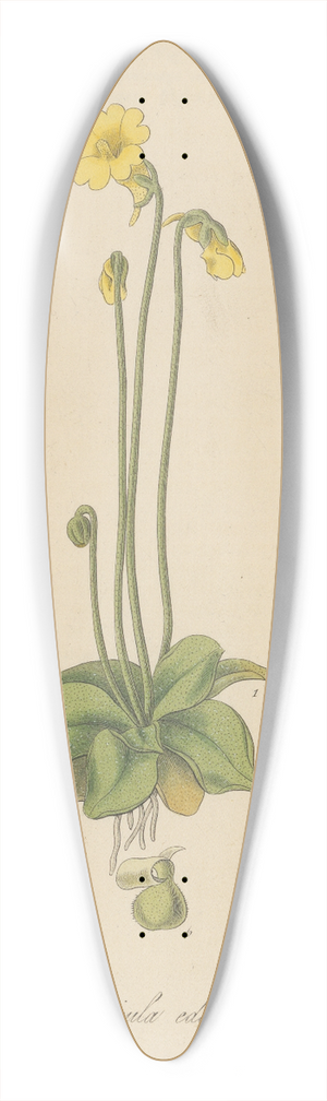 William Jackson Hooker - Pinguicula edentula 39.3 inch art pintail longboard deck