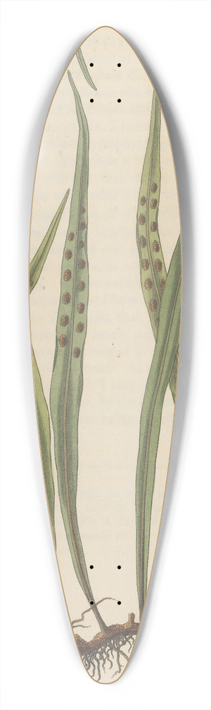 William Jackson Hooker - Pleopeltis nuda 39.3 inch art pintail longboard deck