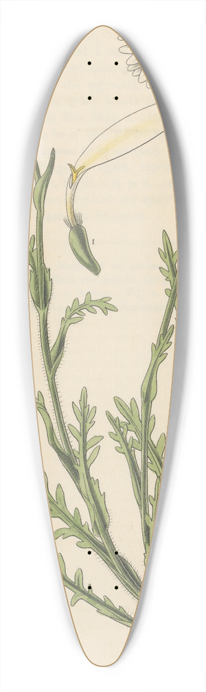 William Jackson Hooker - Pyrethrum diversifolium 39.3 inch art pintail longboard deck