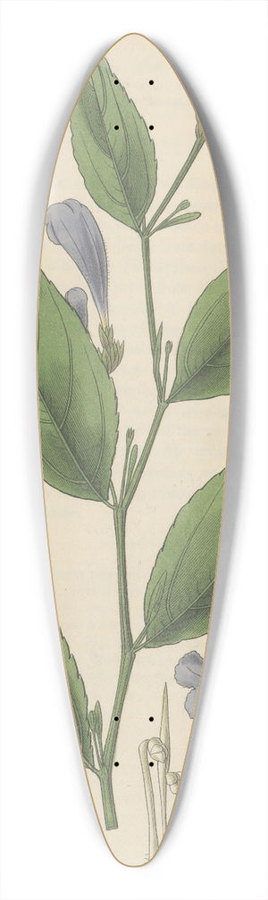 William Jackson Hooker - Ruellia anisophylla 39.3 inch art pintail longboard deck