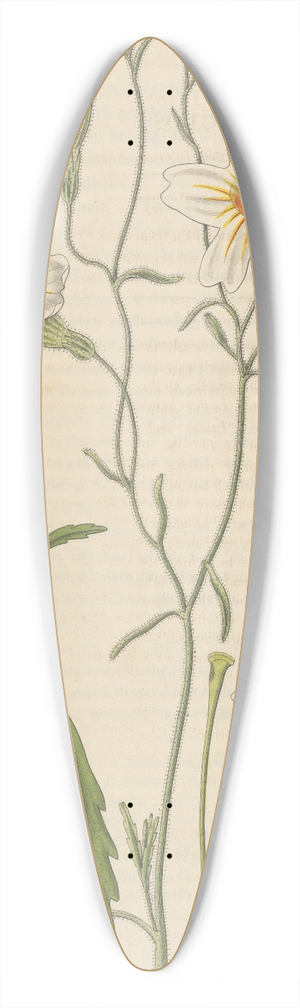 William Jackson Hooker - Salpiglossis straminea 39.3 inch art pintail longboard deck