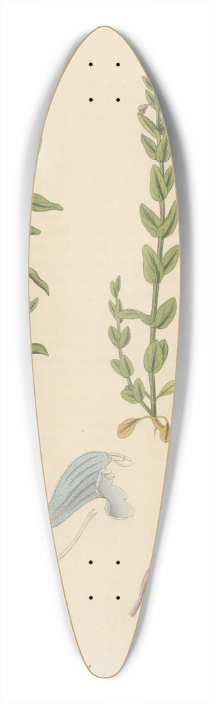 William Jackson Hooker - Scutellaria parvula 39.3 inch art pintail longboard deck