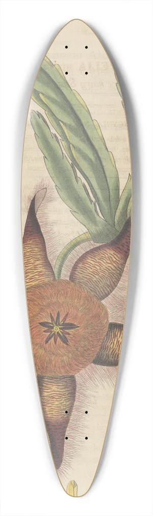 William Jackson Hooker - Stapelia hirsuta 39.3 inch art pintail longboard deck