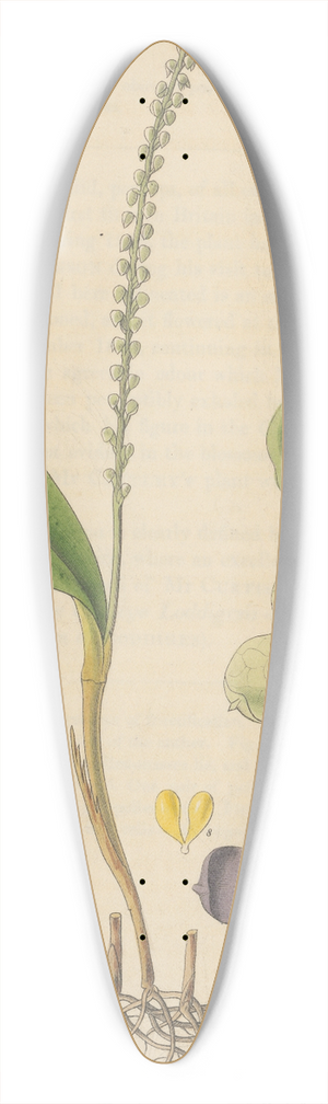 William Jackson Hooker - Stetis Micrantha 39.3 inch art pintail longboard deck