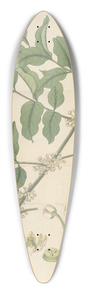 William Jackson Hooker - Trichilia odorata 39.3 inch art pintail longboard deck