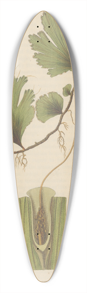 William Jackson Hooker - Trichomanes membranacea 39.3 inch art pintail longboard deck