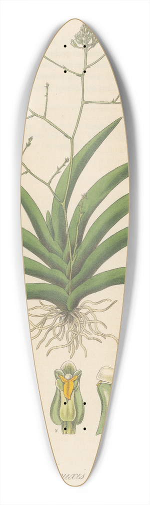 William Jackson Hooker - Trizeuxis falcata 39.3 inch art pintail longboard deck