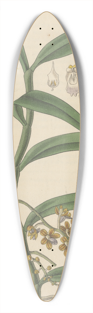 William Jackson Hooker - Vanda recurva 39.3 inch art pintail longboard deck