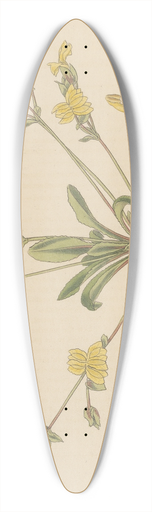 William Jackson Hooker - Velleia lyrata 39.3 inch art pintail longboard deck