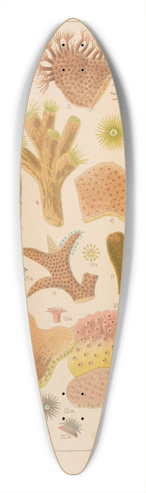 William Saville-Kent - Great Barrier Reef Corals II 39.3 inch art pintail longboard deck