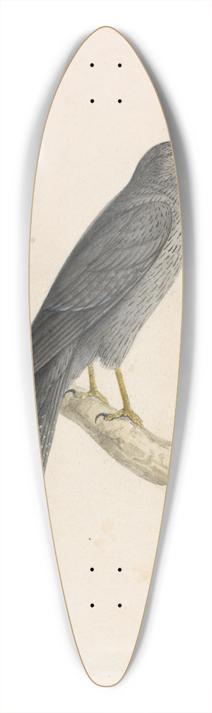 William Swainson - Sooty Falcon 39.3 inch art pintail longboard deck