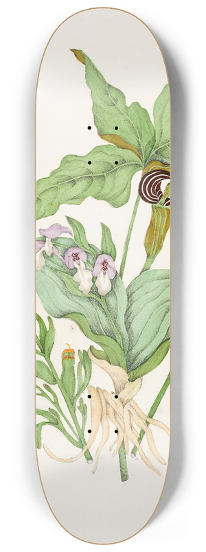 Agnes Fitzgibbon - Indian Turnip, Showy Orchis, Painted Cup, Scarlet Cup, Cone Flower 8.25 inch art skate deck