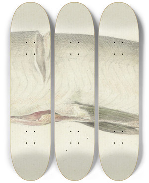 Triptych art skateboard deck of Jean Bernard Snoek Met Twee Inkepingen Op De Rug by Jean Bernard (1775-1833)