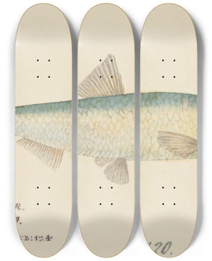 Triptych art skateboard deck of Frank Edward Clarke Sardinops Neopilchardus Tas Pilchard by Frank Edward Clarke (1849-1899)