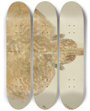 Triptych art skateboard deck of Frank Edward Clarke Rajidae Skate by Frank Edward Clarke (1849-1899)