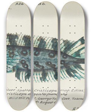 Triptych art skateboard deck of Frank Edward Clarke Possibly Cristiceps Sp Tas Weedfish by Frank Edward Clarke (1849-1899)