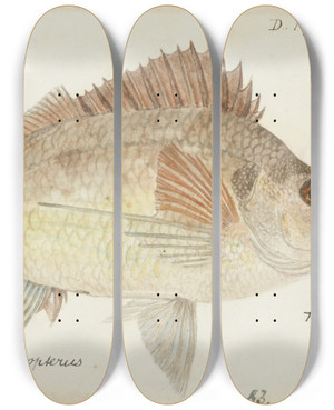 Triptych art skateboard deck of Frank Edward Clarke Nemadactylus Macropterus Nz Tarakihi by Frank Edward Clarke (1849-1899)
