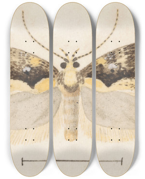 Triptych art skateboard deck of George Hudson Entomology Watercolour Pl051 by George Hudson (1867-1946)