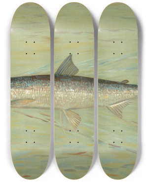 Triptych art skateboard deck of John L Petrie The Cisco Of Lake Geneva Wis Argyrocomus Artedi Sisco by John L Petrie (19-)