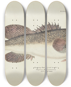 Triptych art skateboard deck of Frank Edward Clarke Maccullochella Sp Tas by Frank Edward Clarke (1849-1899)
