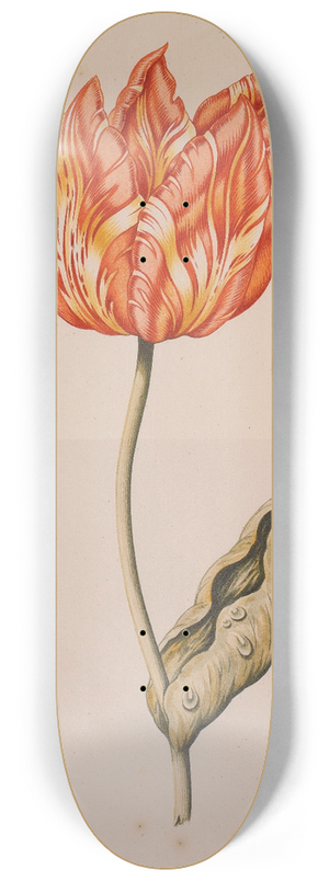 Dutch School - An Orange And Yellow Tulip With A Butterfly 8.25 inch art skate deck