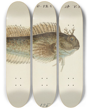 Triptych art skateboard deck of Frank Edward Clarke Blenniidae Tas Blenny by Frank Edward Clarke (1849-1899)