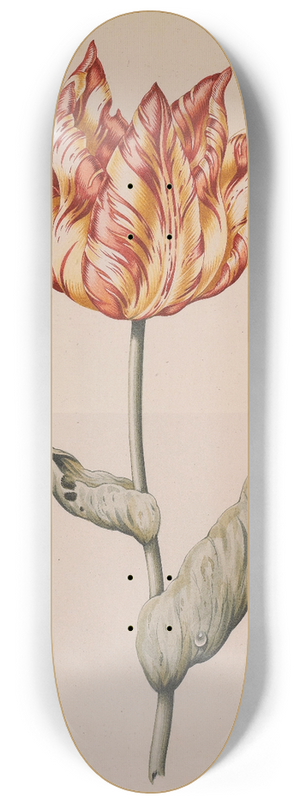 Dutch School - A Tulip With A Butterfly 8.25 inch art skate deck