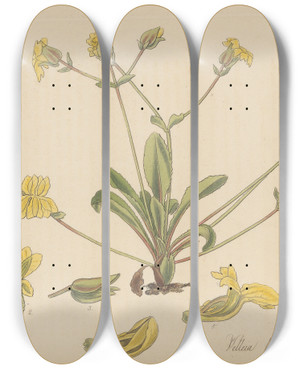 Triptych art skateboard deck of William Jackson Hooker Velleia Lyrata by William Jackson Hooker (1785-1865)
