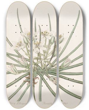 Triptych art skateboard deck of Sydenham Edwards Dwarf Star Of Bethlehem by Sydenham Edwards (1768-1819)
