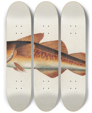 Triptych art skateboard deck of Peder Ascanius Icones Rerum Naturalium Ou Figures Enlumines Dhistoire Naturelle Du Nord Pl05 by Peder Ascanius (1723-1803)