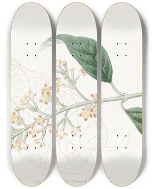 Triptych art skateboard deck of Sydenham Edwards Variousleaved Buddlea by Sydenham Edwards (1768-1819)