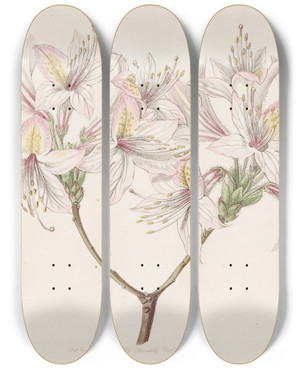 Triptych art skateboard deck of Sydenham Edwards Azalea Ludoviciae by Sydenham Edwards (1768-1819)